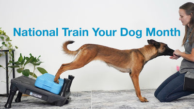 Easy Dog Training Tips: How to Train Your Dog with a Busy Schedule