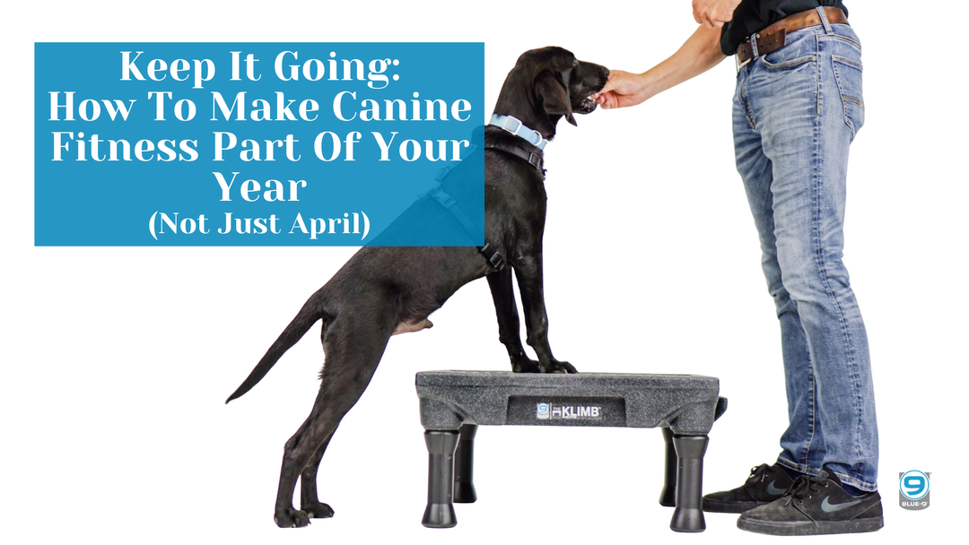 Keep It Going: How to Make Canine Fitness Part of Your Year (Not Just April)