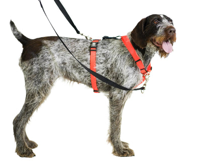 Balance Harness