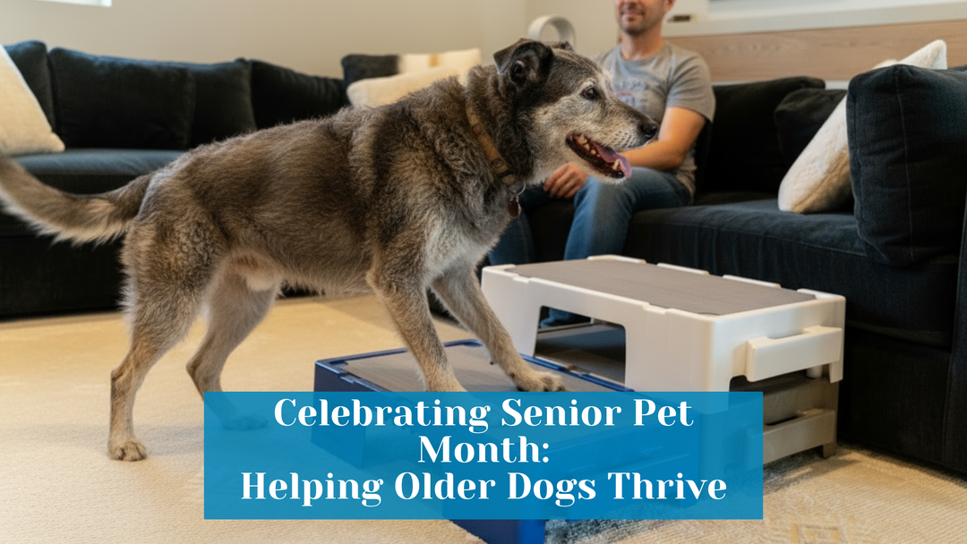 Celebrating Senior Pet Month: Helping Your Older Dog Thrive