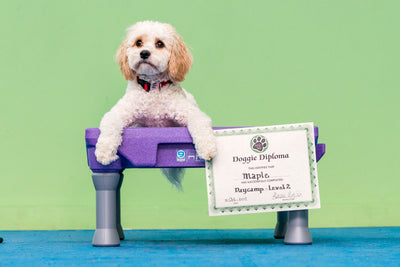 Becoming a Professional Dog Trainer: A Rewarding Career Path