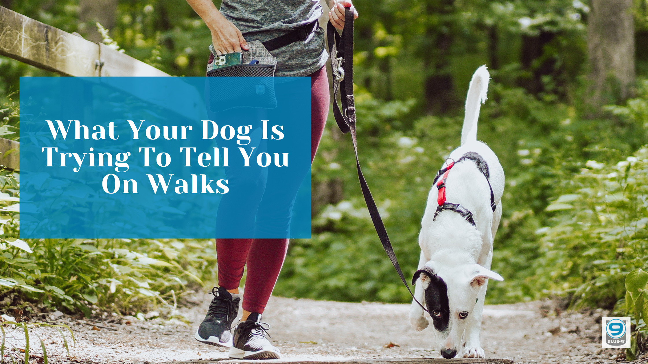 What Your Dog Is Trying to Tell You on Walks Blue9 Pet Products