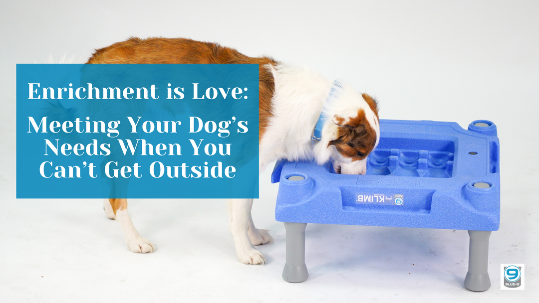 Enrichment Is Love: Meeting Your Dog's Needs When You Can't Get Outside