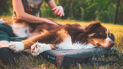 Quick Tip: Spot Problems Early for a Healthy Dog!