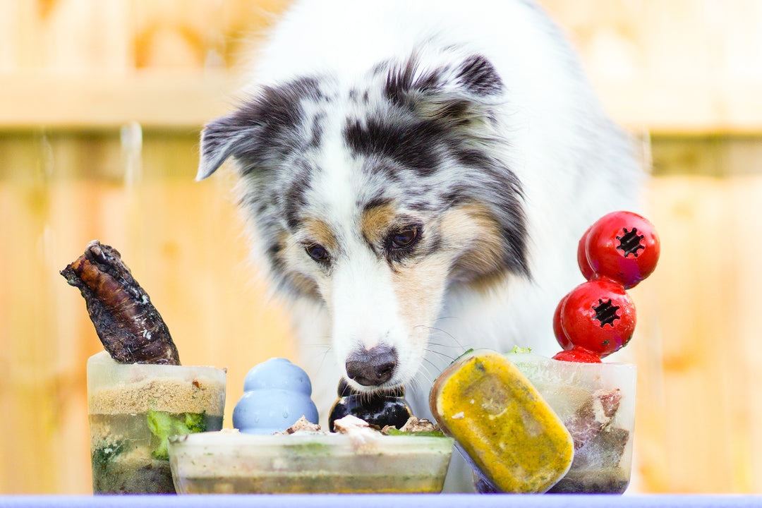 Cool Treats to Keep Your Dog Happy in the Summer Heat