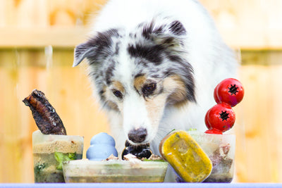 Cool treats to keep your dog cool in the summer heat!