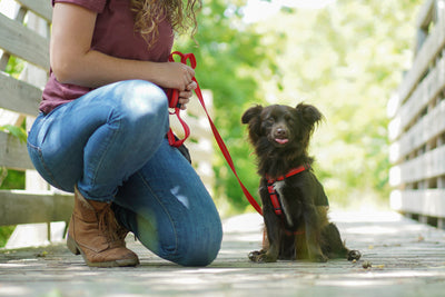 Mastering loose leash walking with the Balance Harness