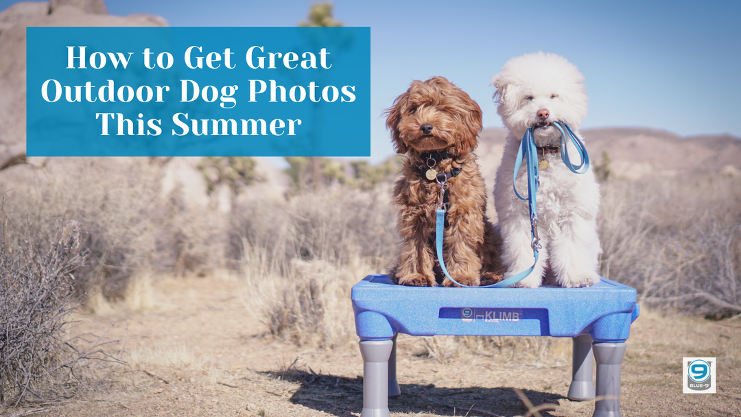 How to Get Great Outdoor Dog Photos This Summer