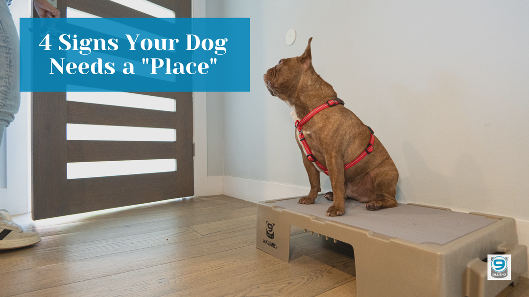 4 Signs Your Dog Needs a "Place"