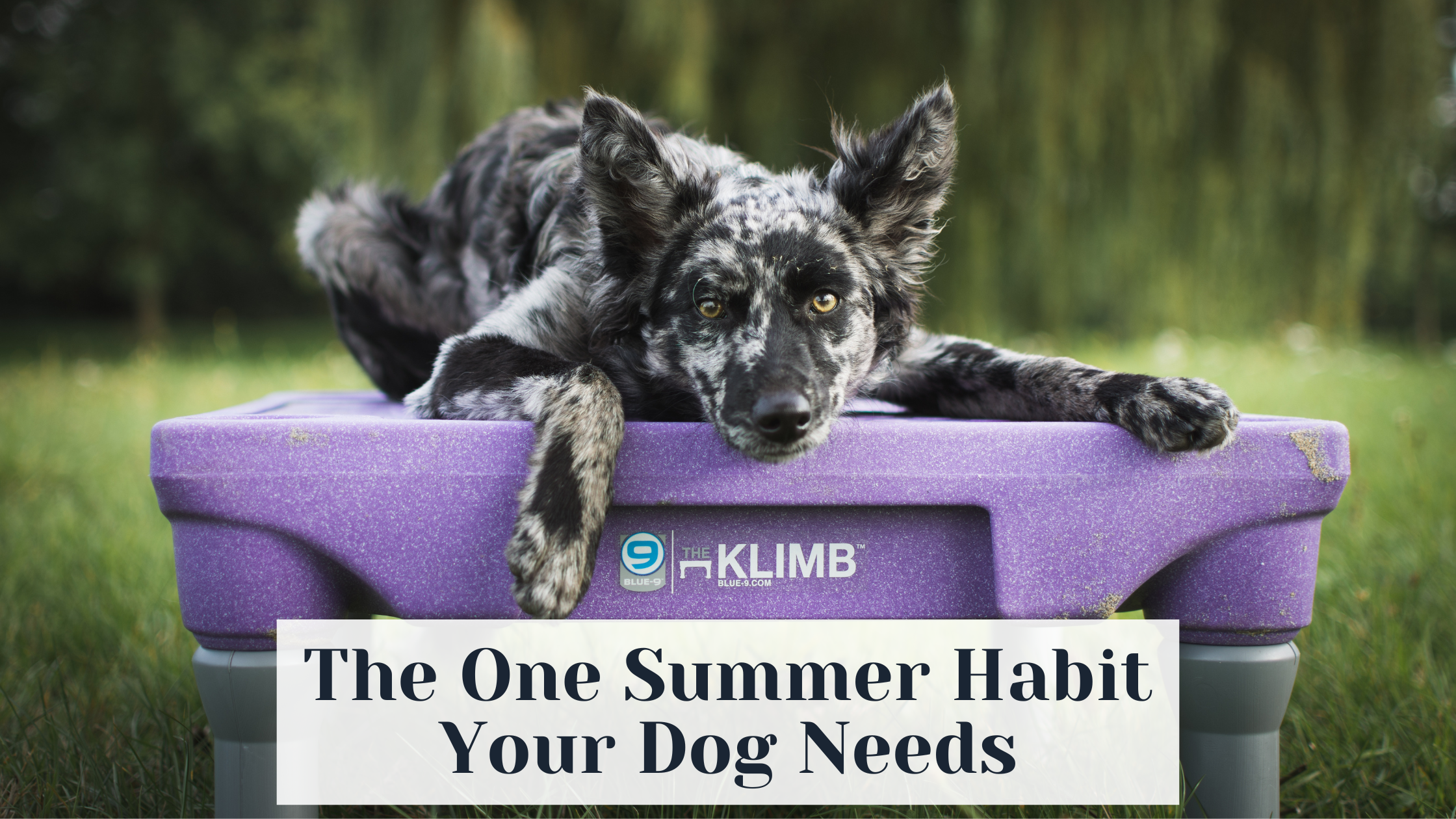The One Summer Habit Your Dog Needs – Blue-9 Pet Products
