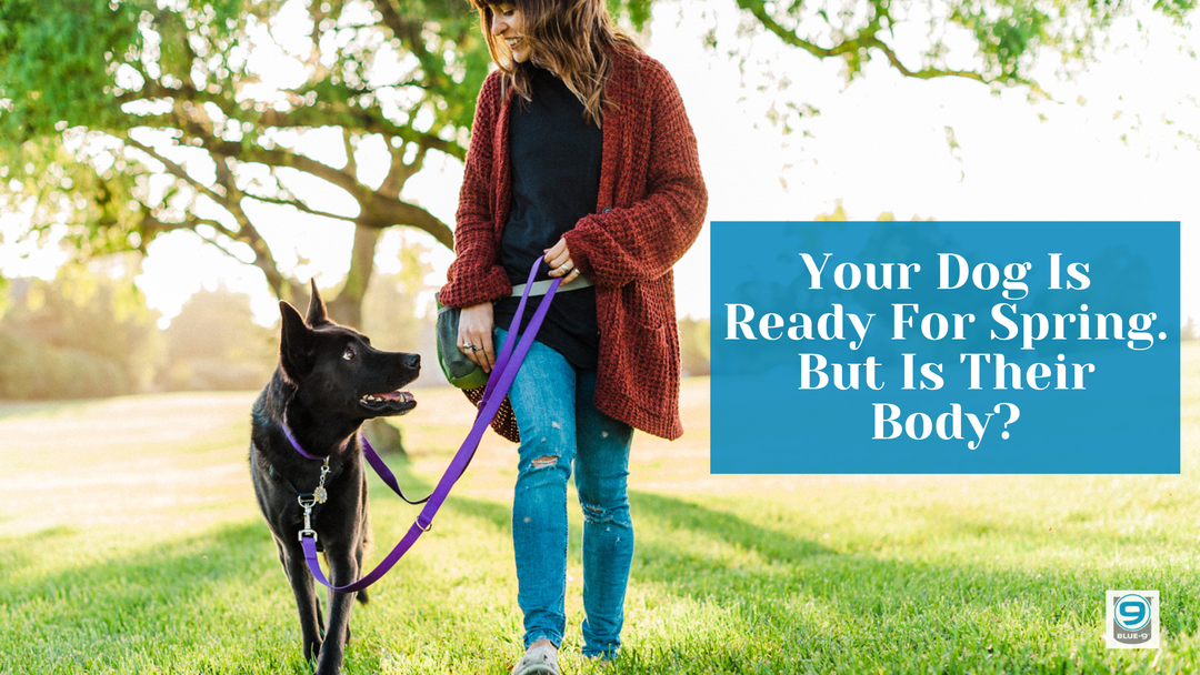 Your Dog Is Ready for Spring. But Is Their Body?