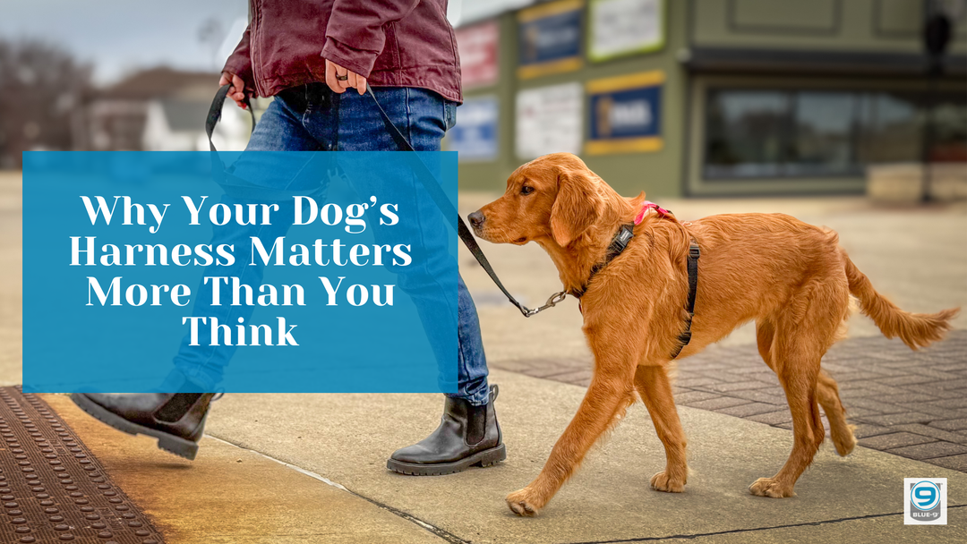 Why Your Dog's Harness Matters More Than You Think