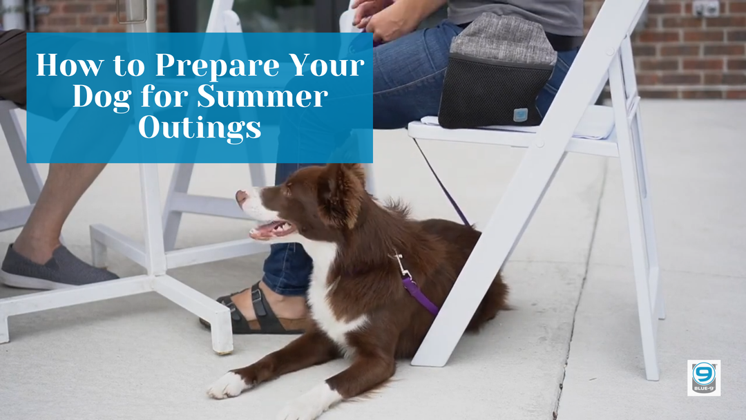 How to Prepare Your Dog for Summer Outings