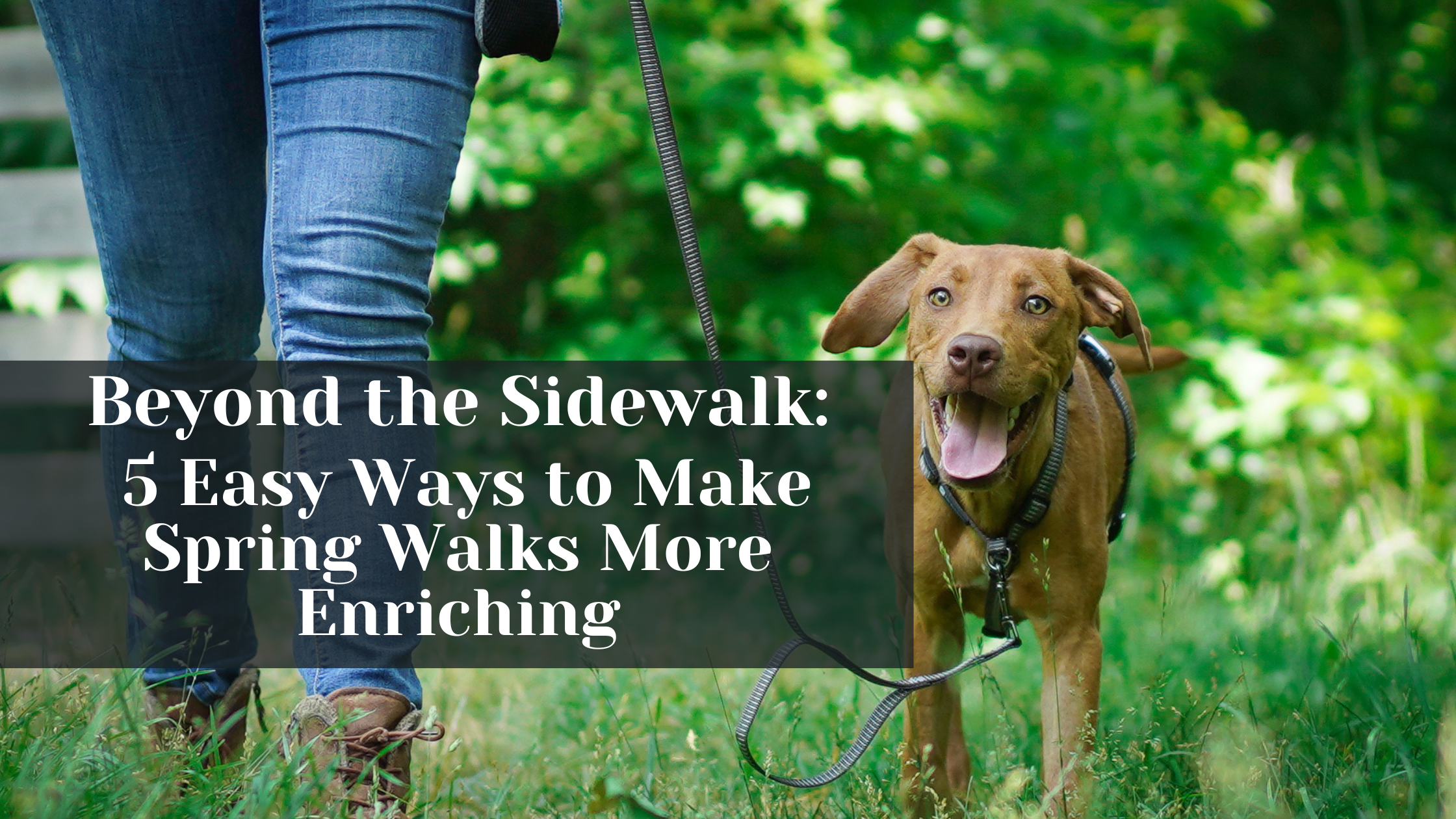 Beyond the Sidewalk: 5 Easy Ways to Make Spring Walks More Enriching ...