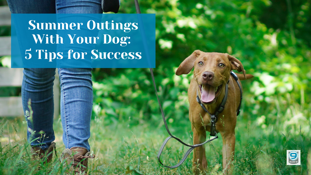 Summer Outings With Your Dog: 5 Tips for Success