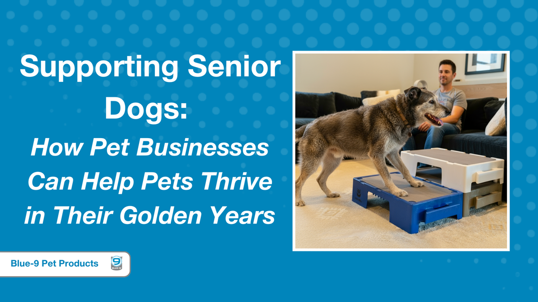 Supporting Senior Dogs: How Pet Businesses Can Help Pets Thrive in Their Golden Years