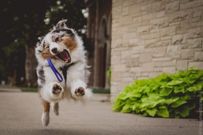 Three reasons I use a Tab Leash in my dog training