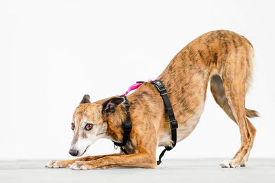Why is My Dog Anxious? Strategies to prevent and resolve anxiety.