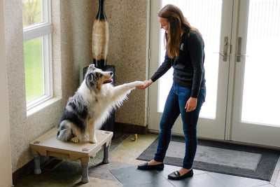Dog Training Basics