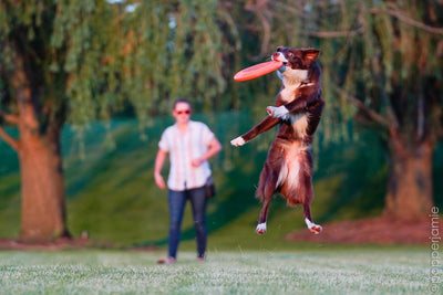 Six Dog Sports to Try with your Dog