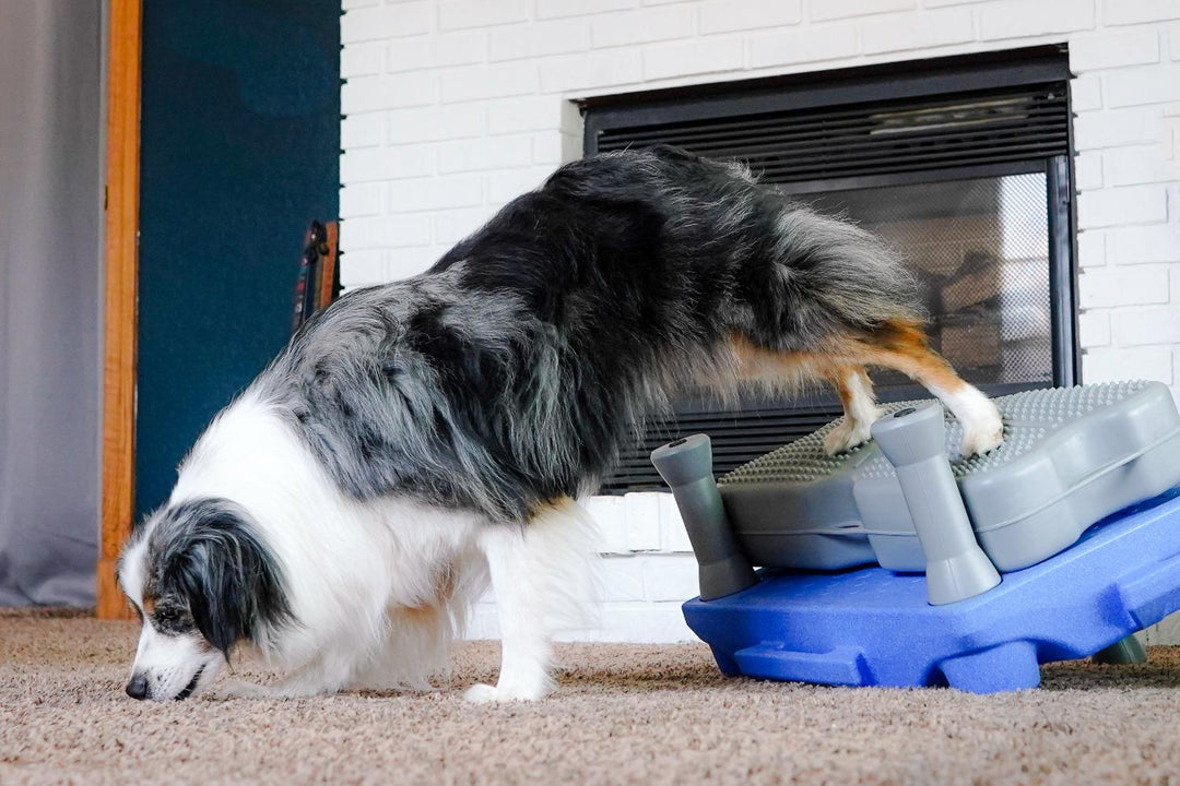 Canine Conditioning for Your Active Dog