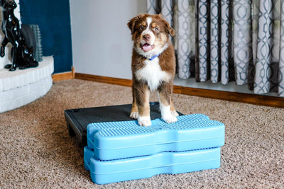 Introducing Your Dog To The Klimb®