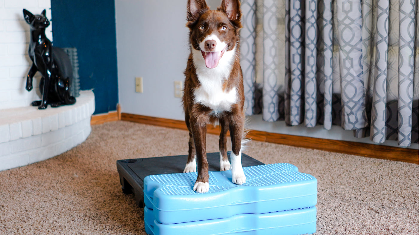 brown and white dog standing on a blue Propel Air Platform
