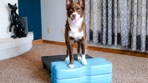 brown and white dog standing on a blue Propel Air Platform