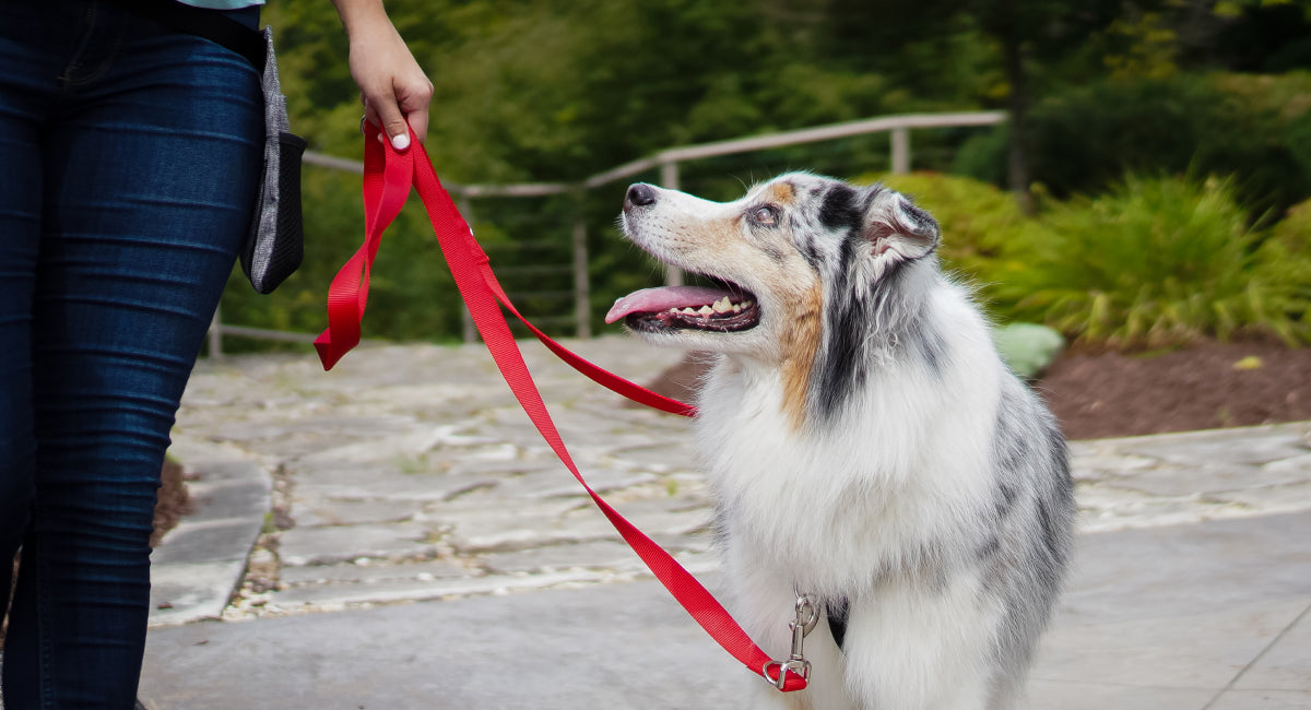 Dog with a Balance Harness looking up at owner from her side