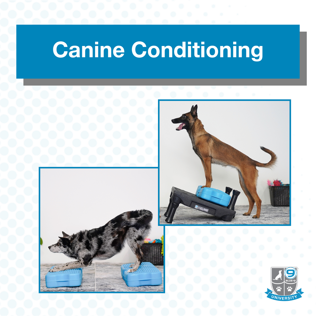 Canine Conditioning (Digital)