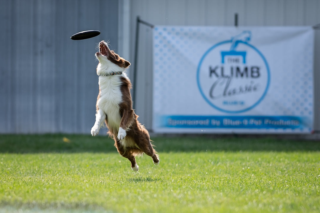 KLIMB Classic Dog Disc