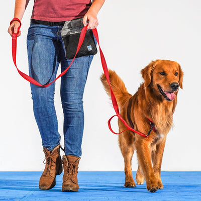 Reflective 6' Leash