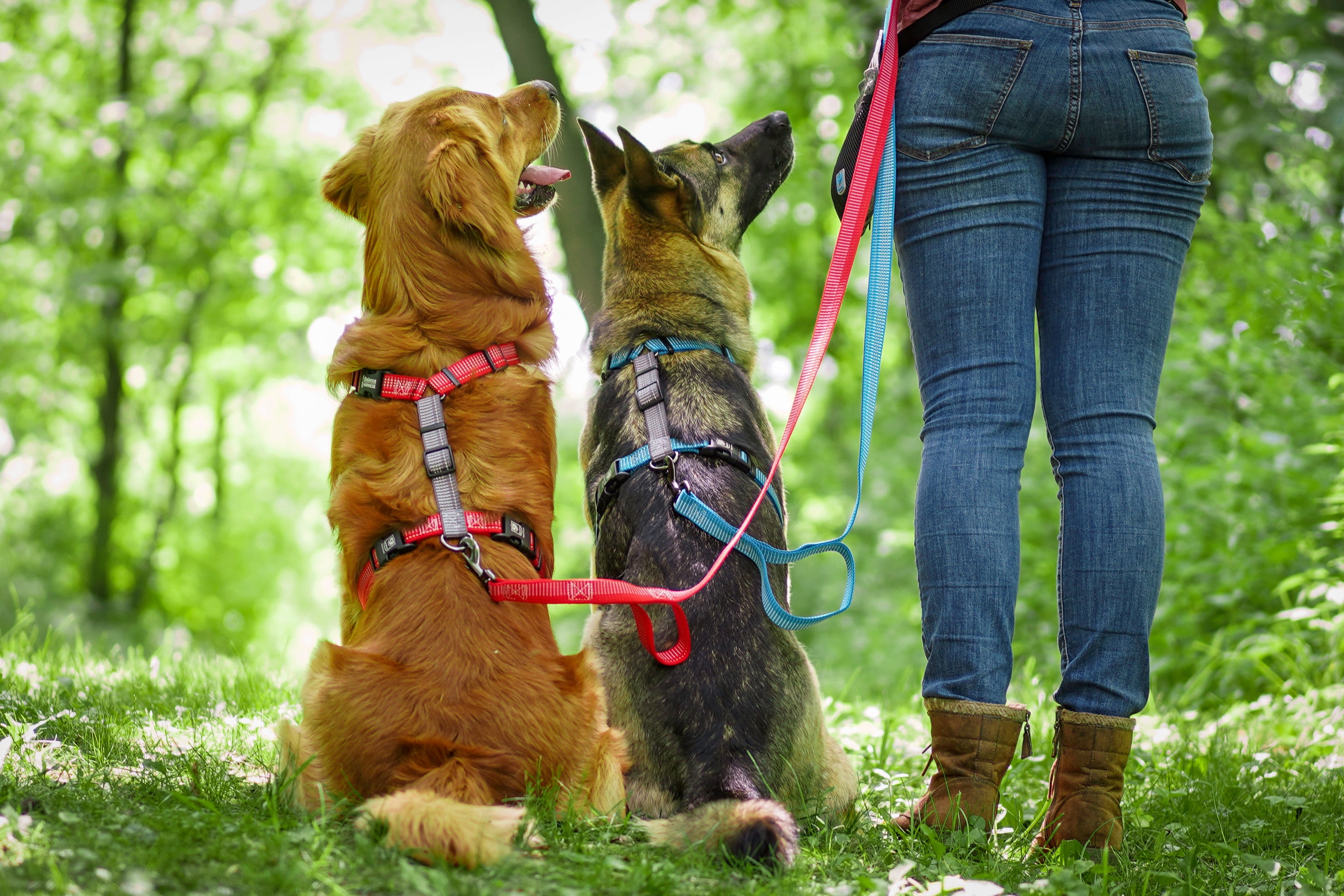 Blue 9 harness deals