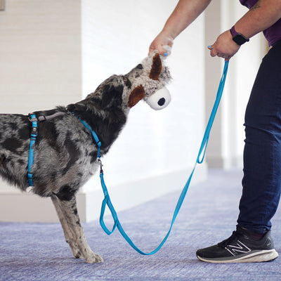Reflective 6' Leash