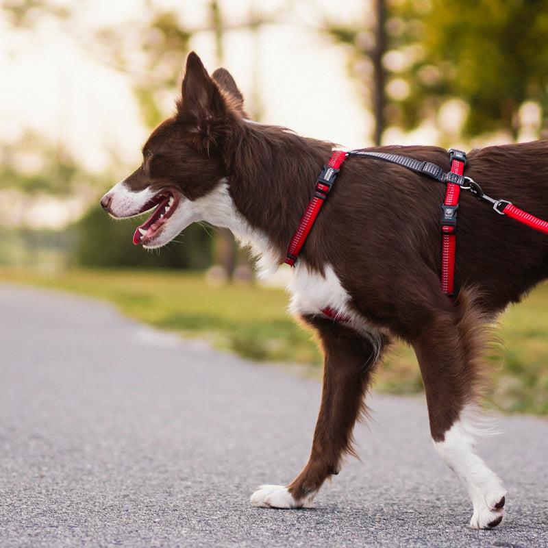 Reflective Balance Harness
