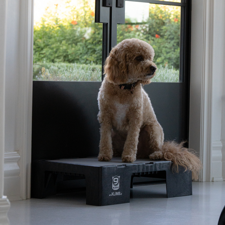 KLIMB Jr. Duo Bundle + A Place For Your Dog Training