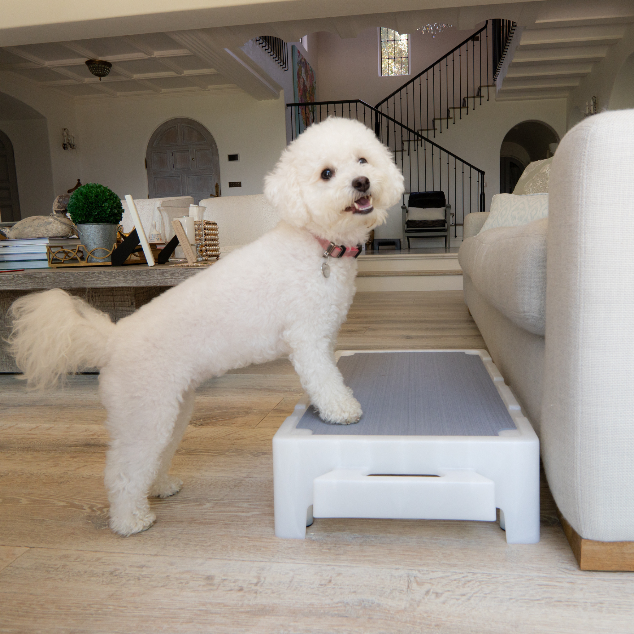 White doodle dog standing with two front paws on a white KLIMB Jr platform placed in front of a white couch in a living room. 