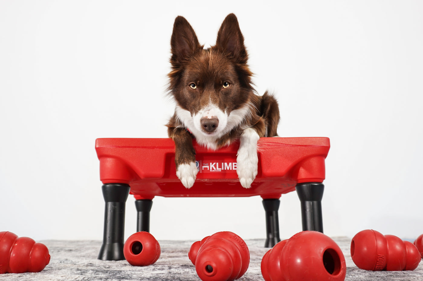 Blue9 Pet Products Dog Training Solutions & More