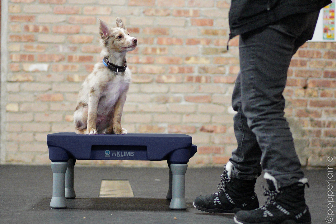 Happy Dog Starter Bundle - Midnight Blue