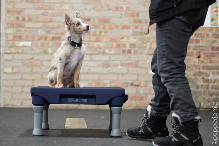 Happy Dog Starter Bundle - Midnight Blue