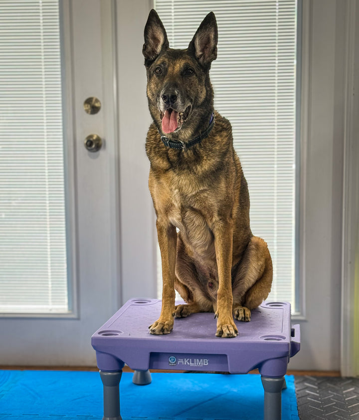 Limited Edition FitPaws Periwinkle x KLIMB