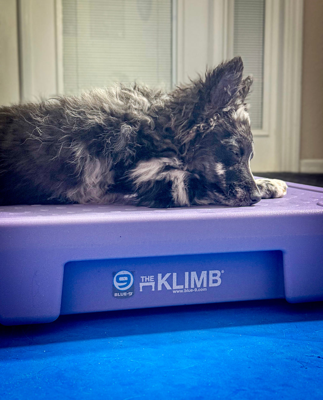 Limited Edition FitPaws Periwinkle x KLIMB