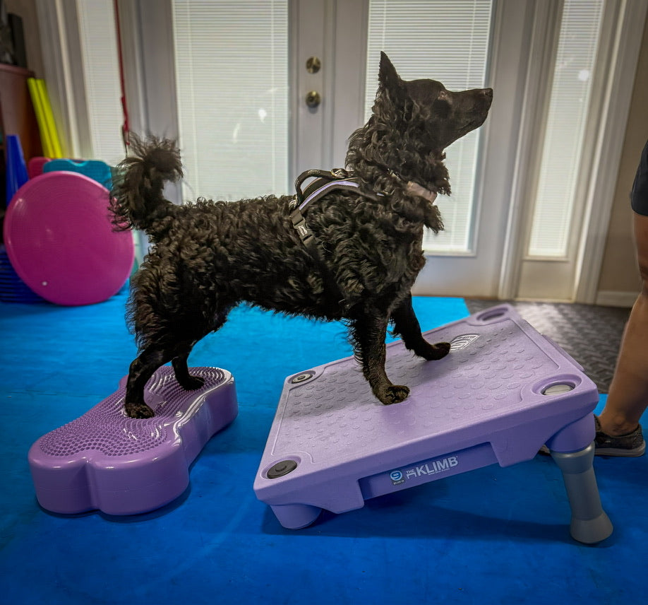 Blue-9 x FitPaws Periwinkle Training Bundle