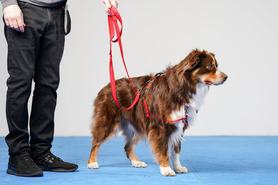 Multifunction Leash Reflective Multi-Function Dog Leash - 6-in-1 Versatile Leash | Blue-9 ...