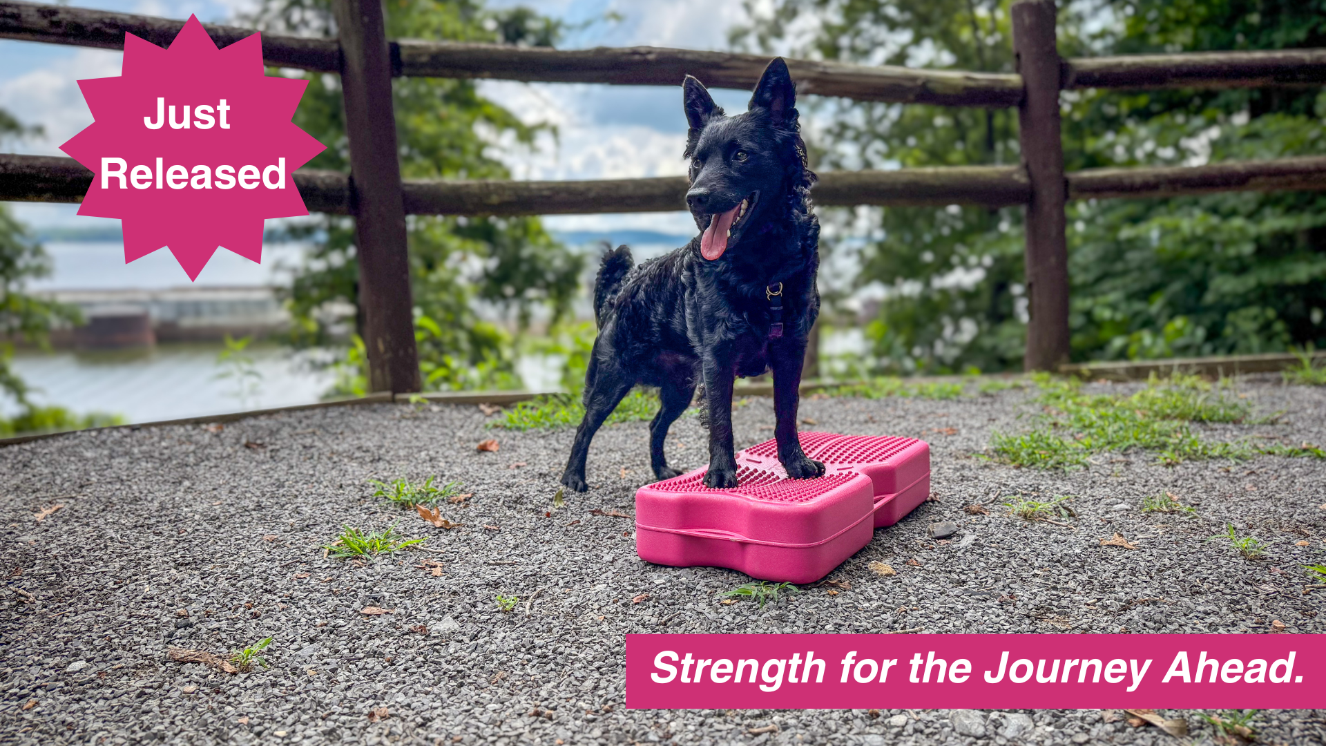 Best Dog Fitness Tools: Unleash Your Pup's Potential