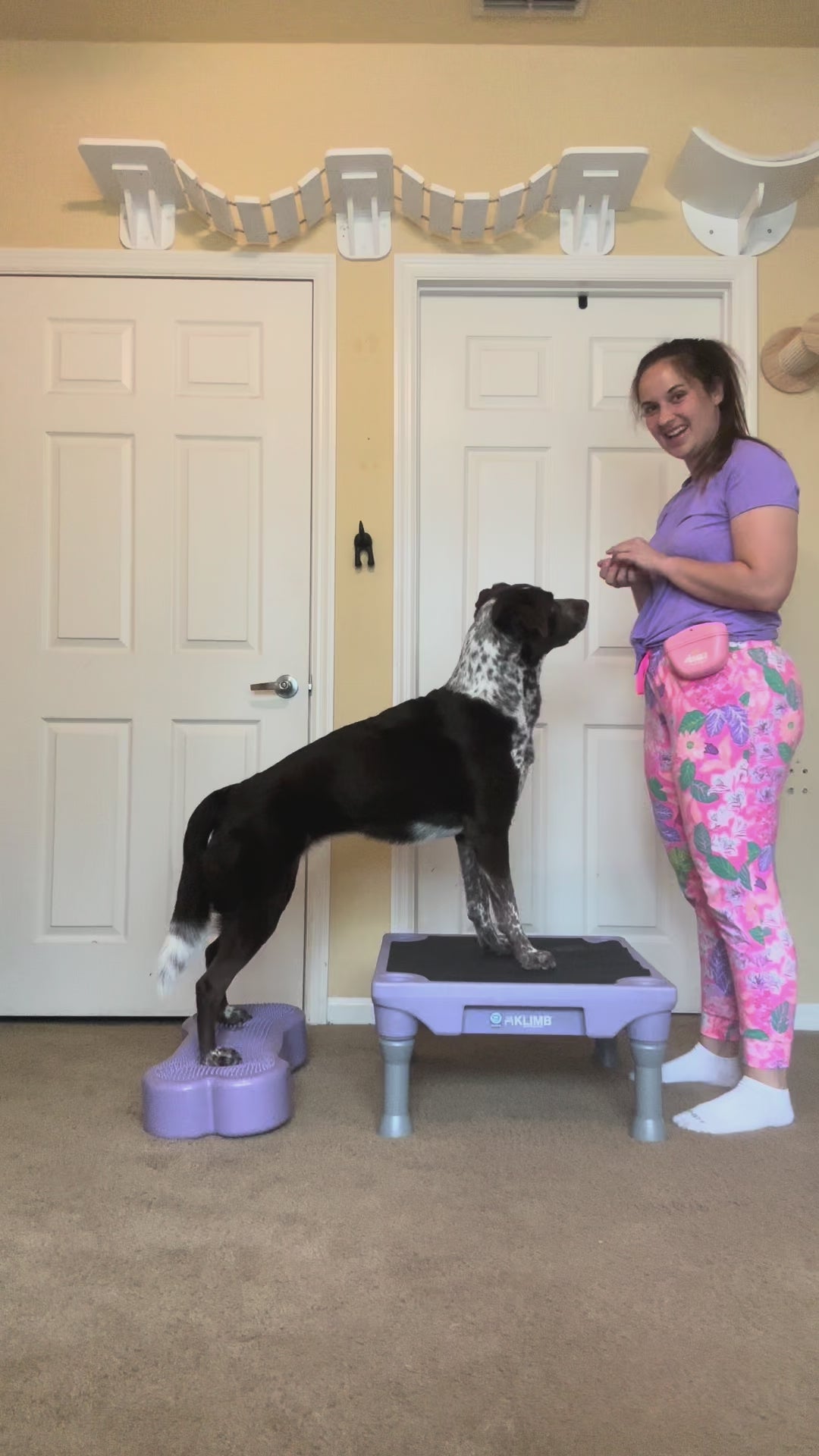 Blue-9 x FitPaws Periwinkle Training Bundle