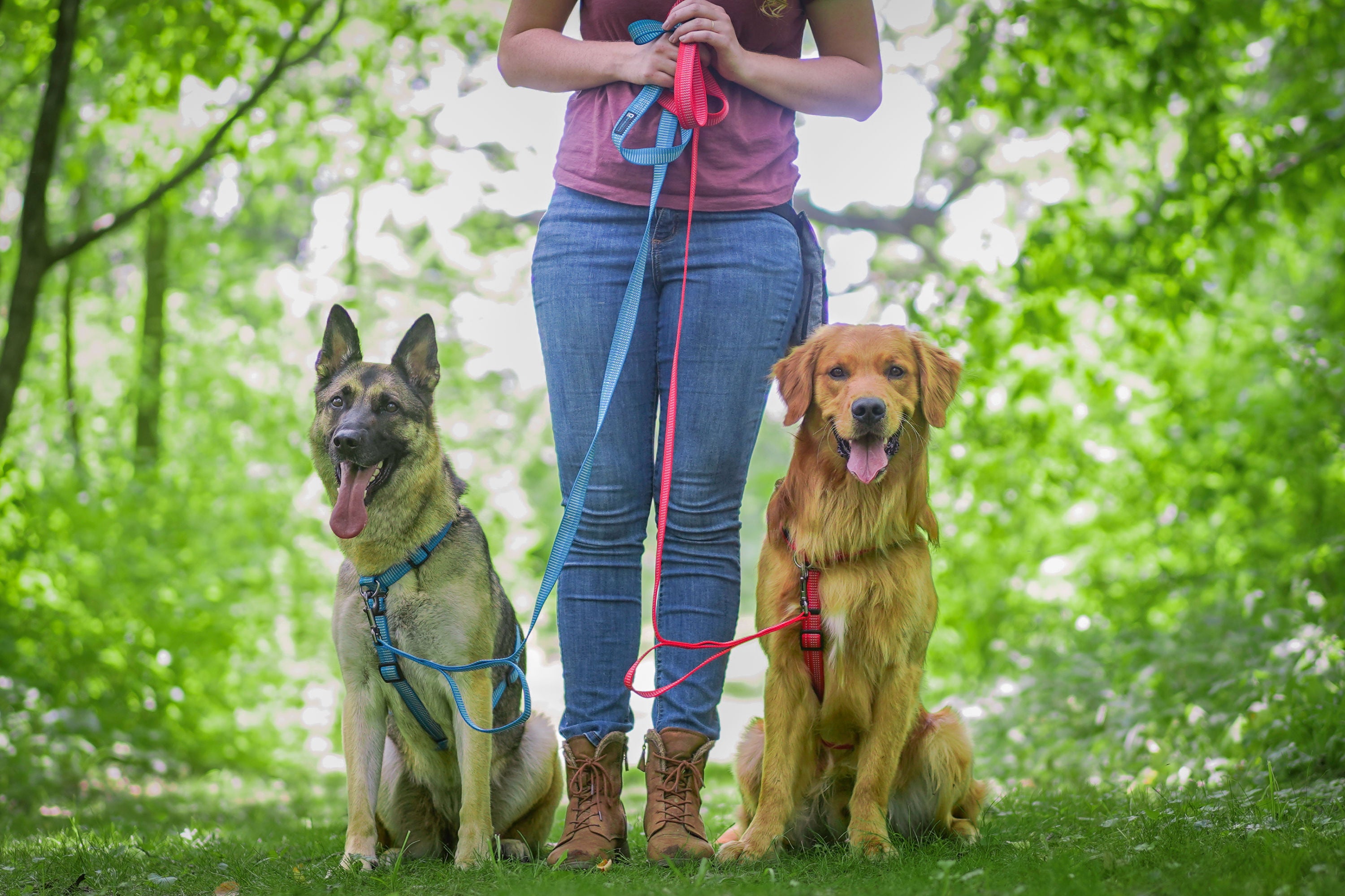 Balance Harness Collection Leashes Harnesses Collars More Blue 9 Pet Products