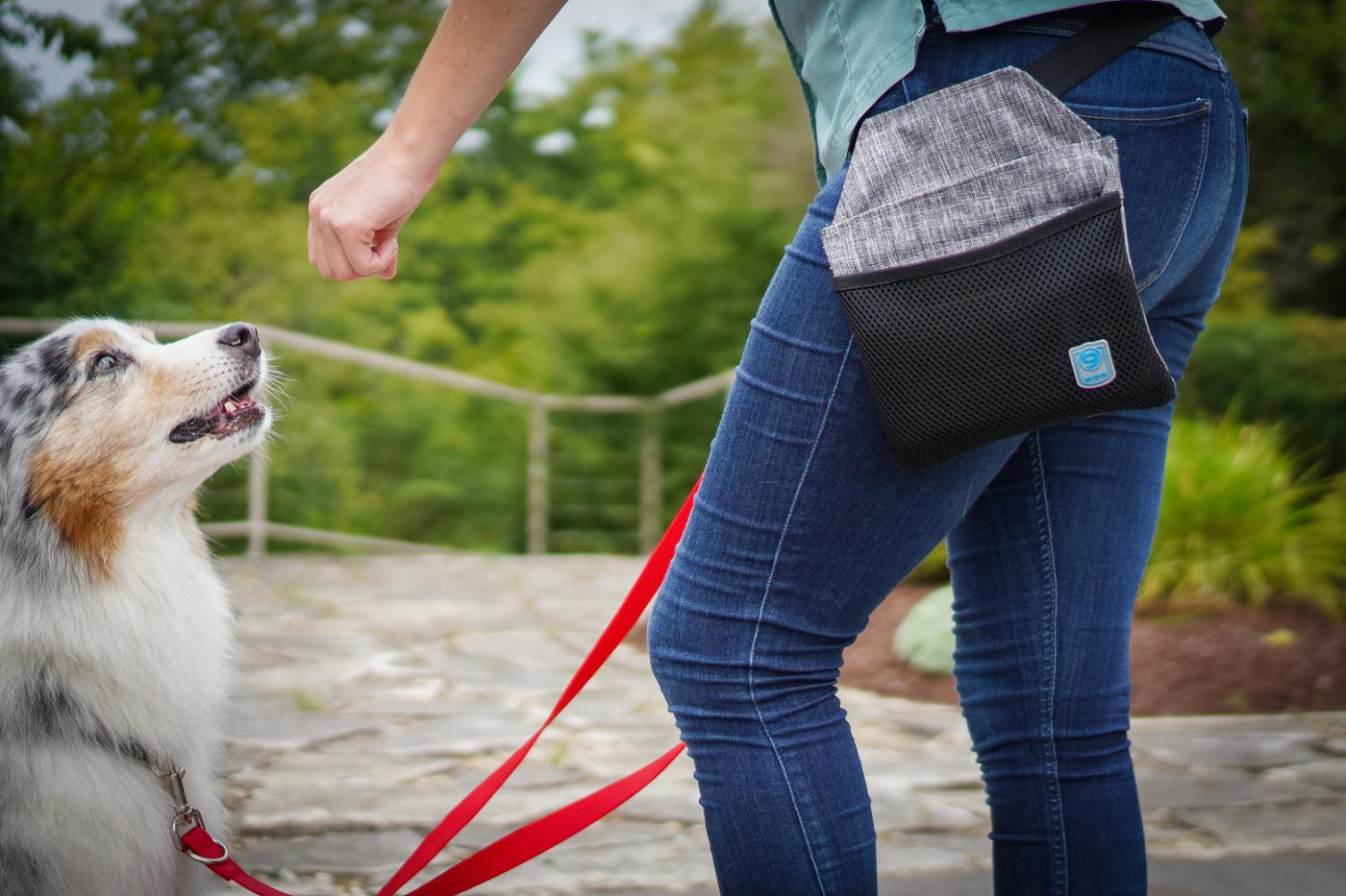 Dog sitting on left of owner waiting for treat and looking up at her.
