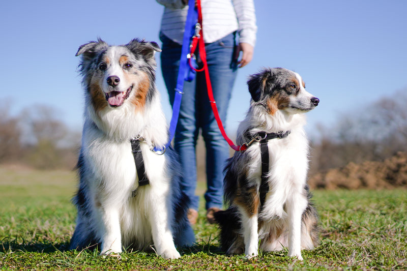 Multi-Function Leash