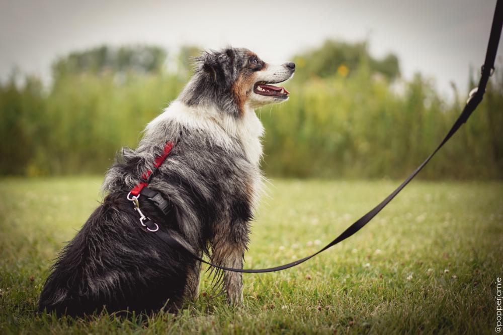 Bijou Dog Harness Blue M / Blue